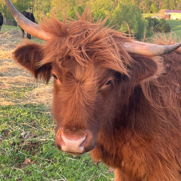 Meet your Posher, Cynthia - Picture 4 of 12